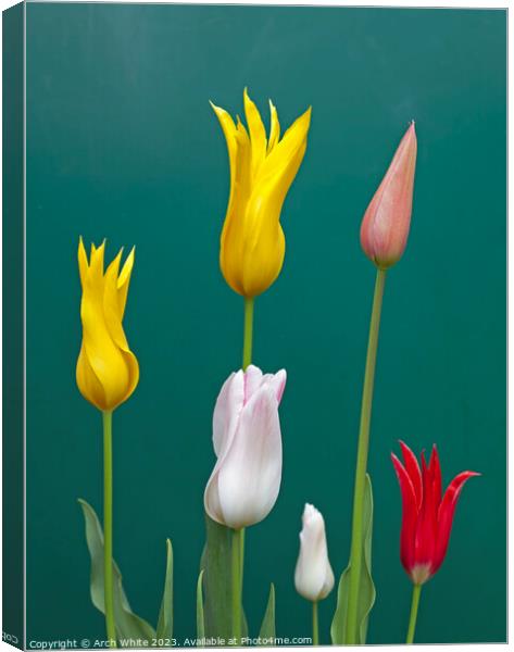 Lily Flowering Tulips Canvas Print by Arch White