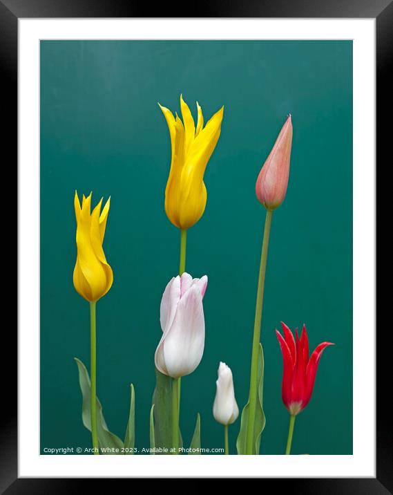 Lily Flowering Tulips Framed Mounted Print by Arch White