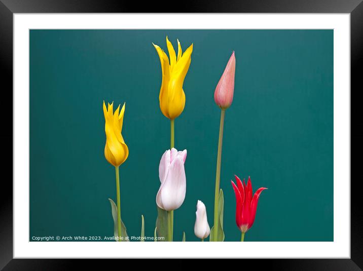 Lily Flowering Tulips variety Framed Mounted Print by Arch White