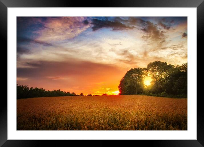 Wheat field at sunset Framed Mounted Print by Dejan Travica