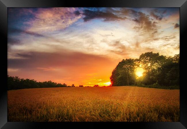 Wheat field at sunset Framed Print by Dejan Travica
