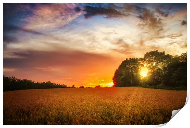 Wheat field at sunset Print by Dejan Travica