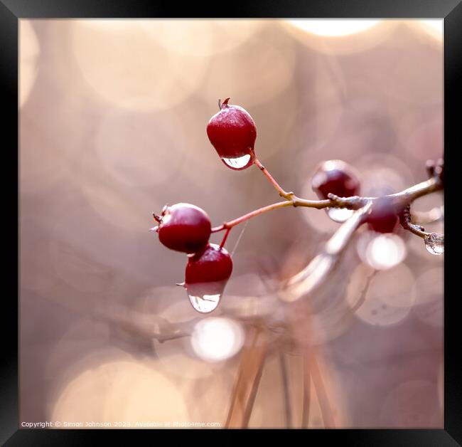 Hawthorn Berries with dew drops Framed Print by Simon Johnson