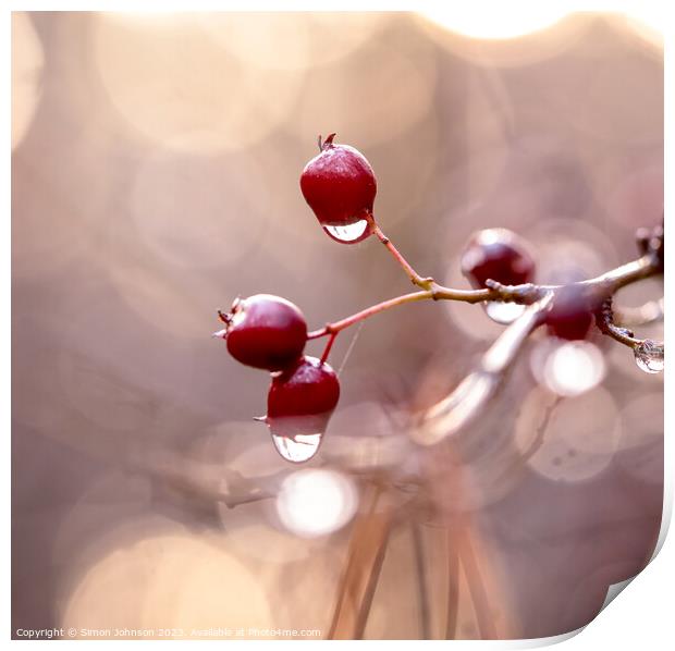 Hawthorn Berries with dew drops Print by Simon Johnson
