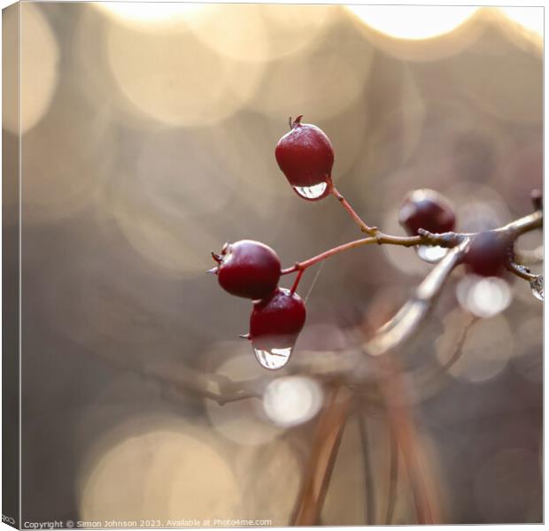 hawthorn with dew drops Canvas Print by Simon Johnson