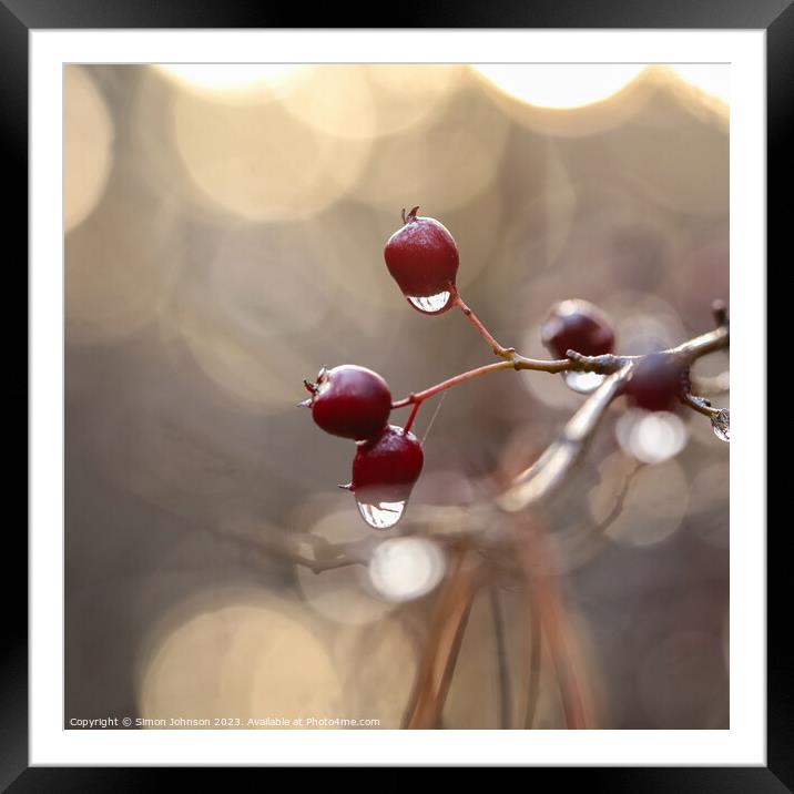 hawthorn with dew drops Framed Mounted Print by Simon Johnson
