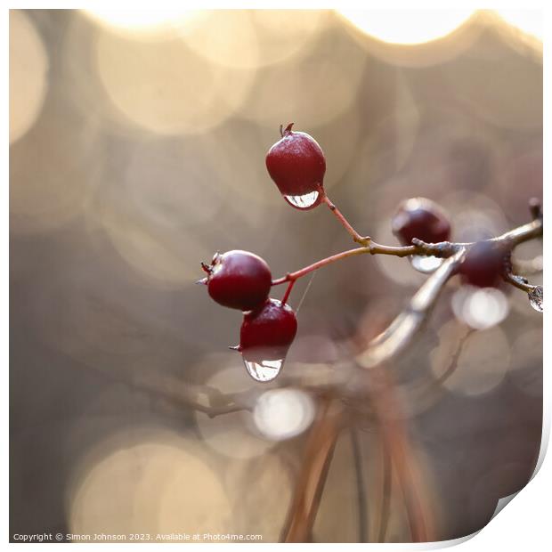 hawthorn with dew drops Print by Simon Johnson