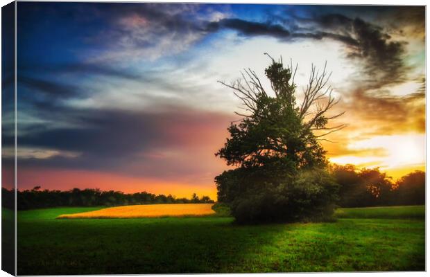 Lonely tree at sunset Canvas Print by Dejan Travica