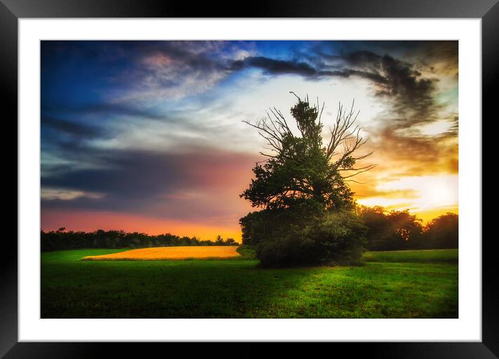 Lonely tree at sunset Framed Mounted Print by Dejan Travica