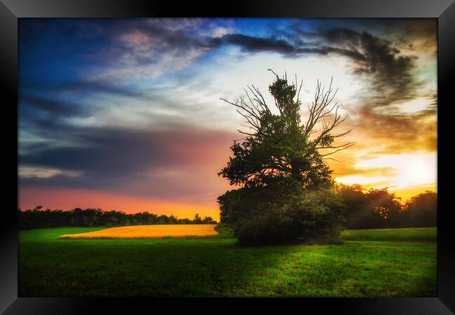 Lonely tree at sunset Framed Print by Dejan Travica