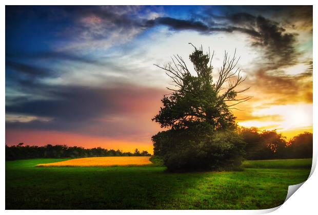 Lonely tree at sunset Print by Dejan Travica
