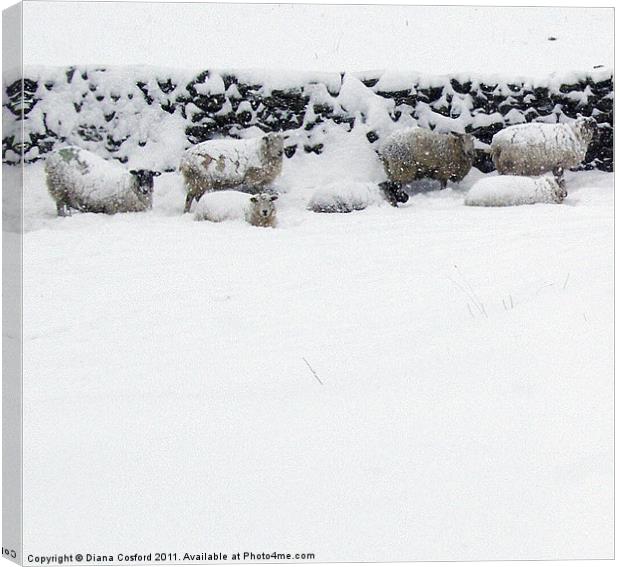 Sheep sheltering in snow Canvas Print by DEE- Diana Cosford