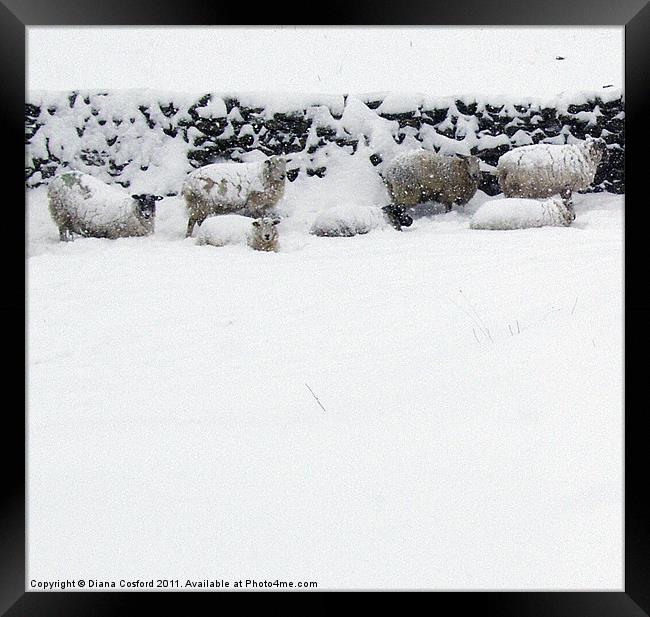 Sheep sheltering in snow Framed Print by DEE- Diana Cosford