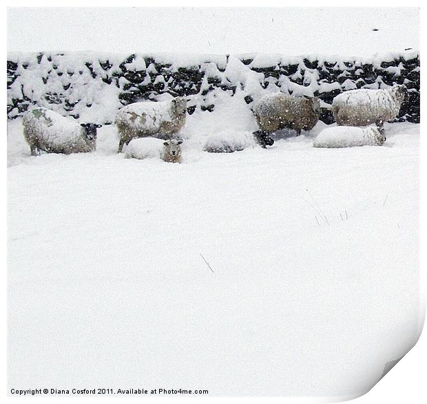 Sheep sheltering in snow Print by DEE- Diana Cosford