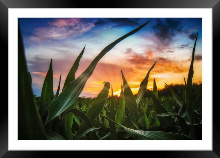 A view through the corn field at sunset Framed Mounted Print by Dejan Travica