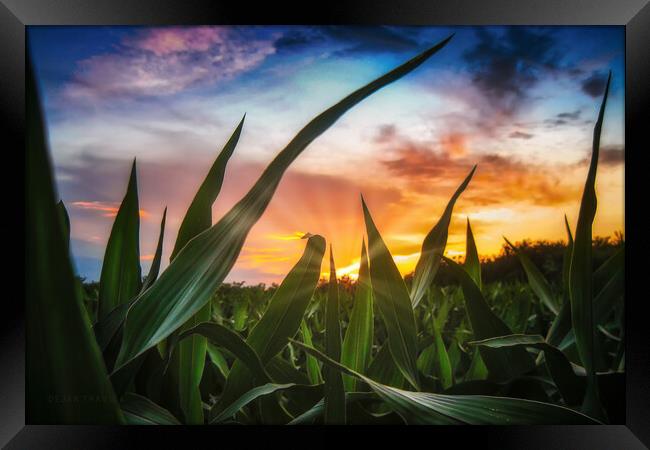 A view through the corn field at sunset Framed Print by Dejan Travica