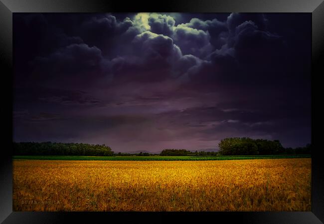  Wheat field under the purple sky Framed Print by Dejan Travica
