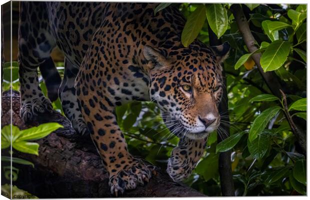 Jungle Jag Canvas Print by Adrian Dockerty