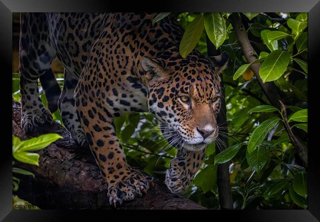 Jungle Jag Framed Print by Adrian Dockerty