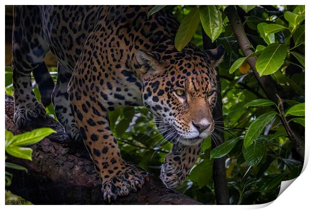 Jungle Jag Print by Adrian Dockerty
