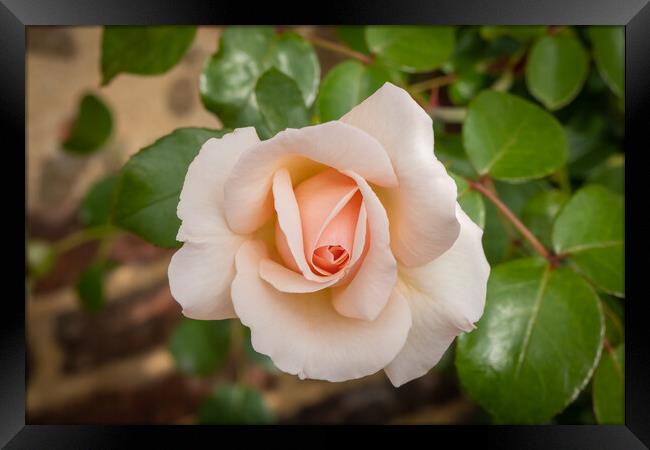 Salmon coloured rose in garden Framed Print by Kevin Hellon