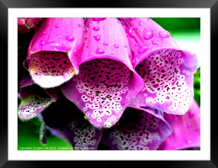 Purple Foxglove flower (Digitalis) Framed Mounted Print by john hill