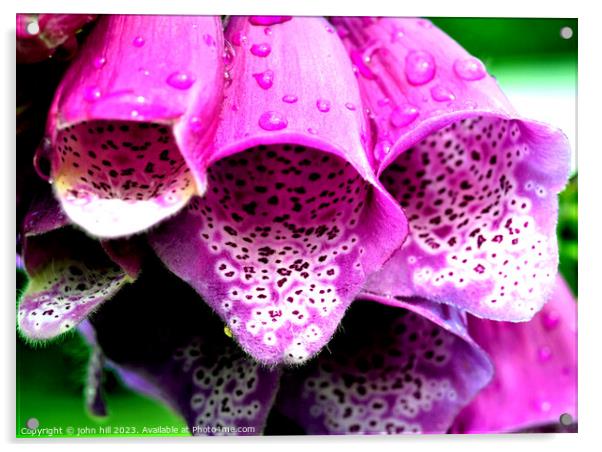 Purple Foxglove flower (Digitalis) Acrylic by john hill