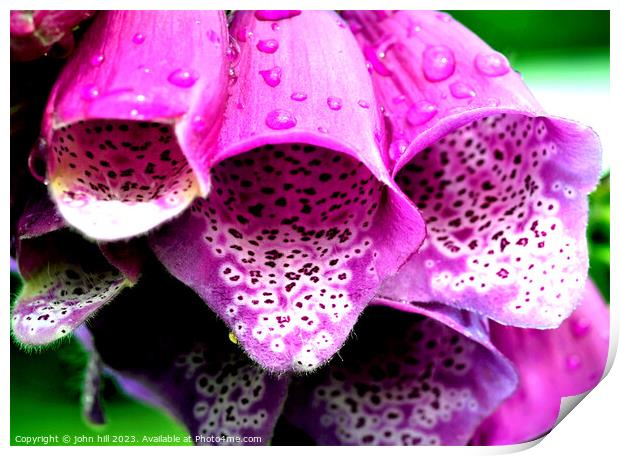 Purple Foxglove flower (Digitalis) Print by john hill