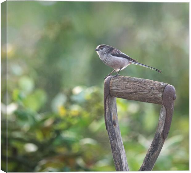 Long-Tailed Tit,perched a graden spade Canvas Print by kathy white