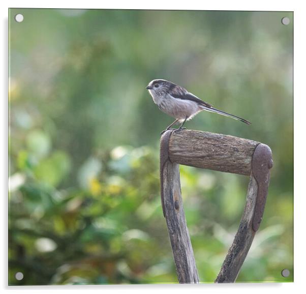 Long-Tailed Tit,perched a graden spade Acrylic by kathy white
