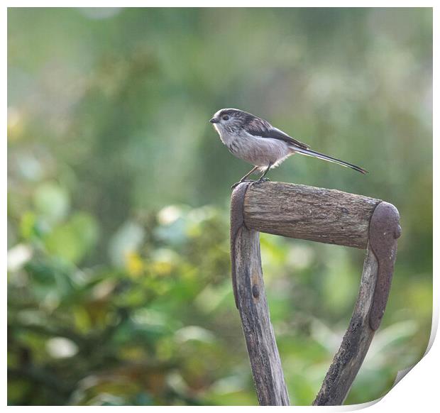 Long-Tailed Tit,perched a graden spade Print by kathy white