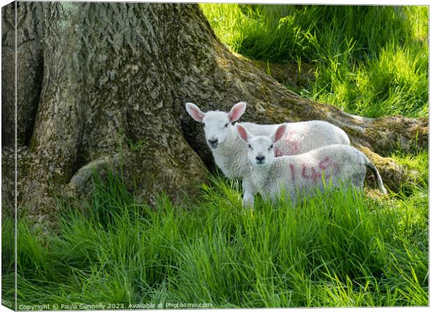 Sheltering Lambs Canvas Print by Paula Connelly