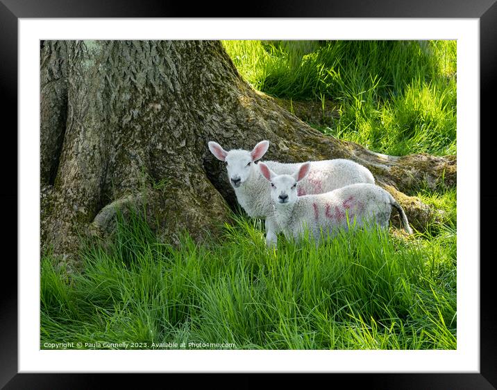 Sheltering Lambs Framed Mounted Print by Paula Connelly