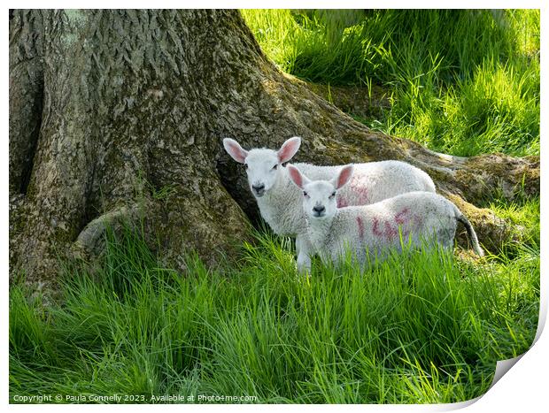 Sheltering Lambs Print by Paula Connelly
