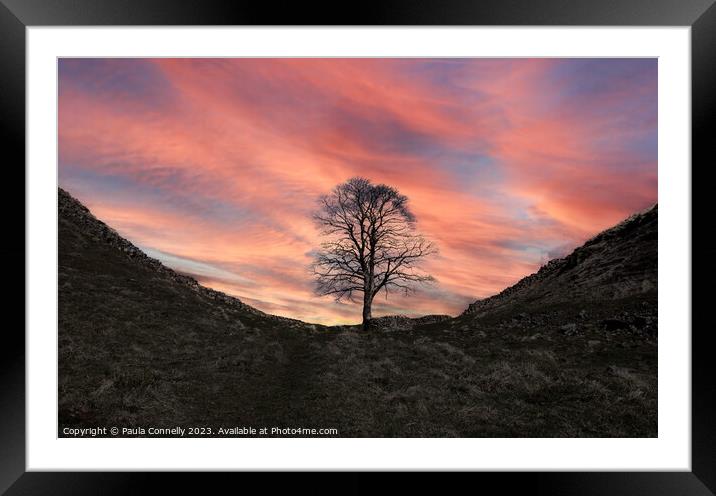 Sycamore Gap in Winter Framed Mounted Print by Paula Connelly