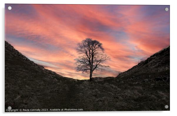 Sycamore Gap in Winter Acrylic by Paula Connelly