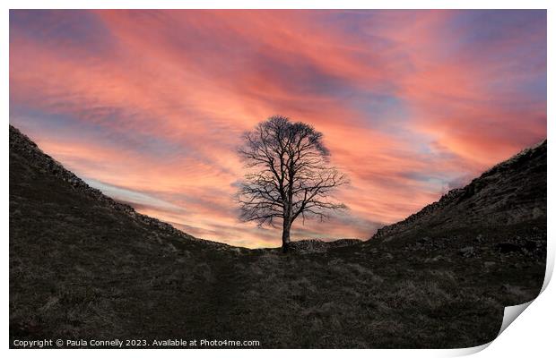Sycamore Gap in Winter Print by Paula Connelly
