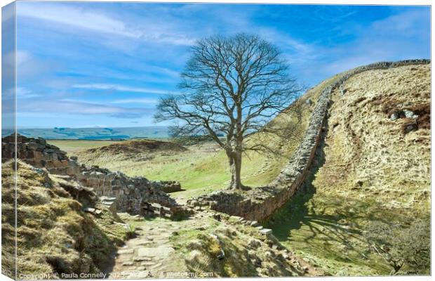 Sycamore Gap Canvas Print by Paula Connelly