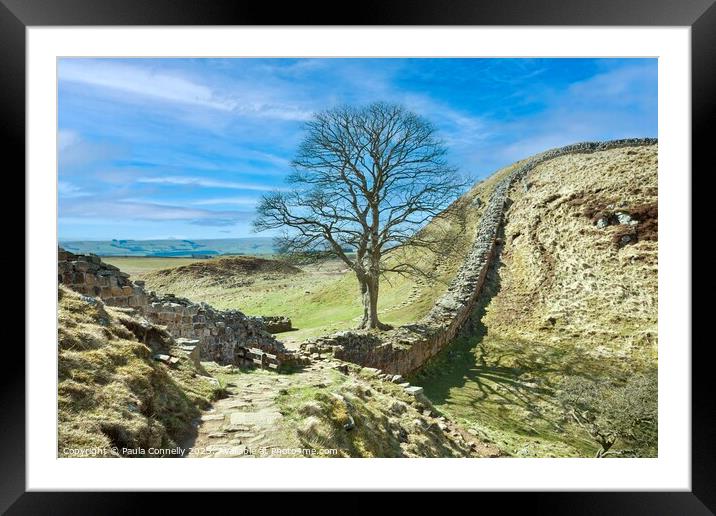 Sycamore Gap Framed Mounted Print by Paula Connelly