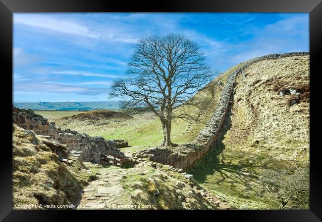Sycamore Gap Framed Print by Paula Connelly