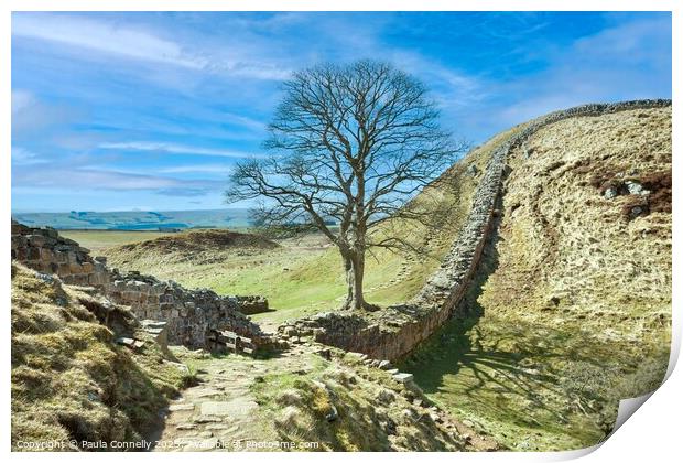 Sycamore Gap Print by Paula Connelly
