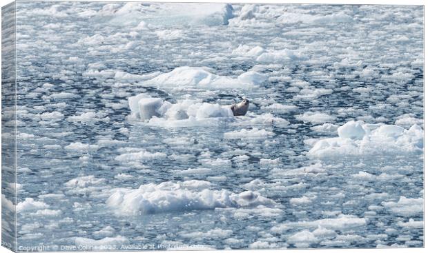 Harbour Seal on an ice flow in its natural environment, College Fjord, Alaska, USA Canvas Print by Dave Collins