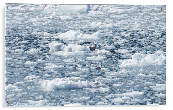 Harbour Seal on an ice flow in its natural environment, College Fjord, Alaska, USA Acrylic by Dave Collins