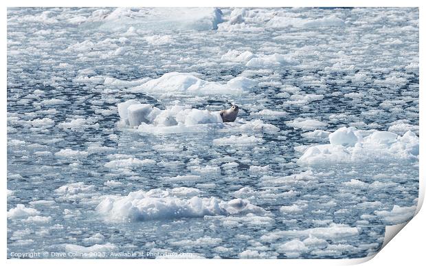Harbour Seal on an ice flow in its natural environment, College Fjord, Alaska, USA Print by Dave Collins