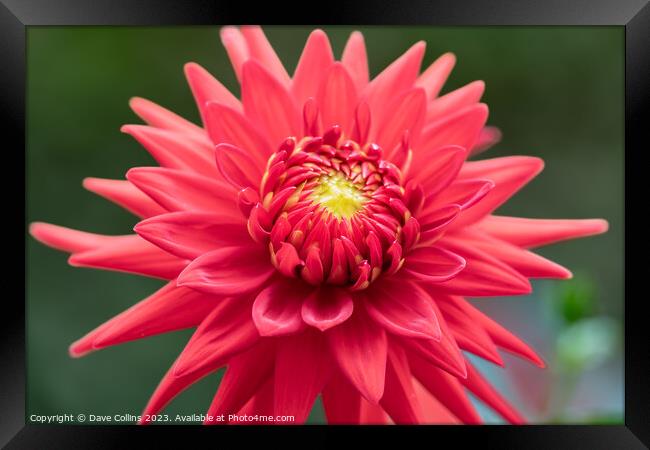 Cactus dahlia Flower in bloom Framed Print by Dave Collins