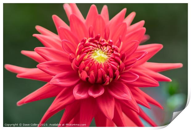Cactus dahlia Flower in bloom Print by Dave Collins