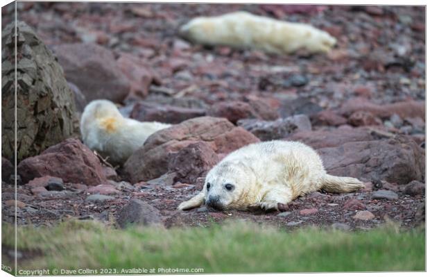 Grey Seal pup on the rocky beach at St Abbs Head, Scotland, UK Canvas Print by Dave Collins