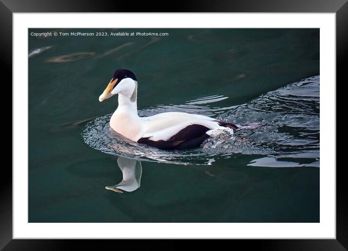 Eider Duck (Male) Framed Mounted Print by Tom McPherson