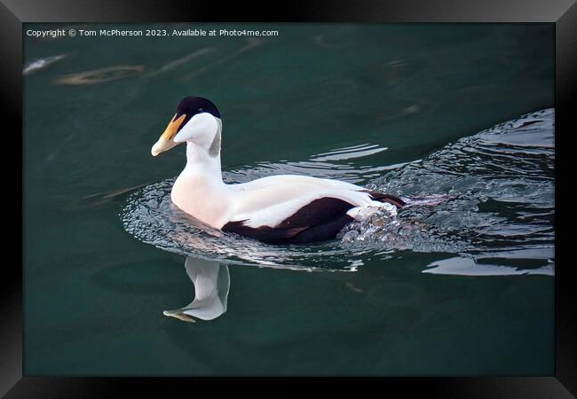 Eider Duck (Male) Framed Print by Tom McPherson