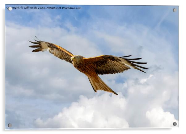 Red Kite in Flight Acrylic by Cliff Kinch